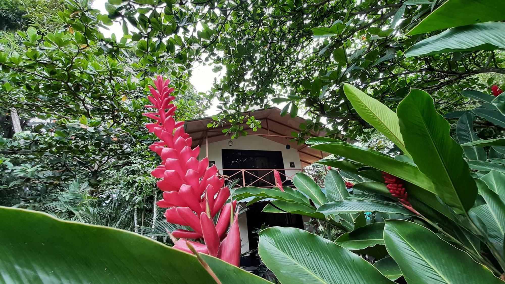 Casa Martina Διαμέρισμα Cahuita Εξωτερικό φωτογραφία
